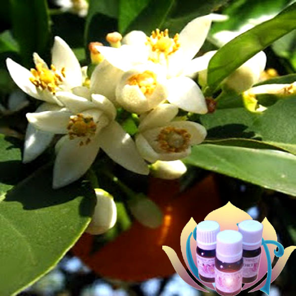 ÓLEO ESSENCIAL - FLOR DE LARANJEIRA (NEROLI) VÁRIOS TAMANHOS ÓLEO ESSENCIAL - FLOR DE LARANJEIRA (NEROLI) VÁRIOS TAMANHOS